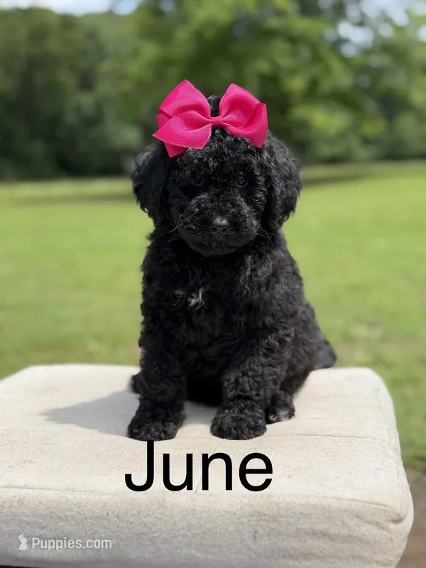 June  – Miniature Bernedoodle puppy for sale in Mayfield, KY