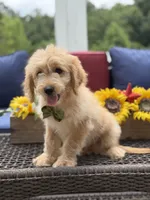 Austin, a male Miniature Goldendoodle for sale in Mayfield, KY – 7 of 10