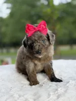 Chole , a female Miniature Goldendoodle for sale in Mayfield, KY – 9 of 10