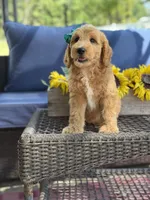 Daisy , a female Goldendoodle for sale in Mayfield, KY – 3 of 10