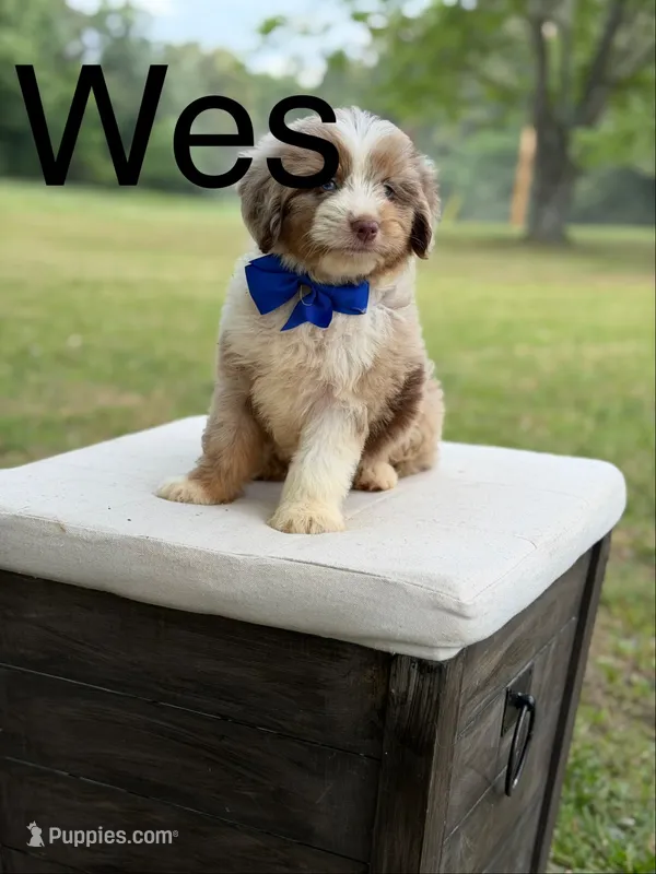 Wes  – Miniature Aussiedoodle puppy for sale in Mayfield, KY