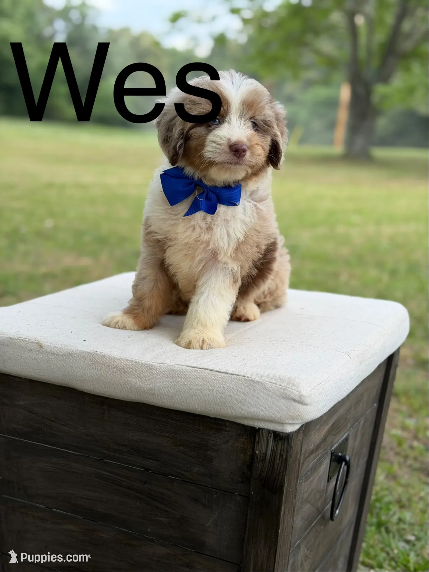 Wes , a male Miniature Aussiedoodle for sale in Mayfield, KY – 1 of 10
