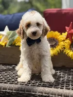 Adam, a male Miniature Goldendoodle for sale in Mayfield, KY – 9 of 10