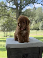 Buzz, a male Miniature Goldendoodle for sale in Mayfield, KY – 2 of 10