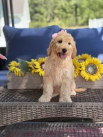 Diva, a female Goldendoodle for sale in Mayfield, KY – 6 of 10