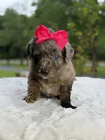 Chole , a female Miniature Goldendoodle for sale in Mayfield, KY – 6 of 10