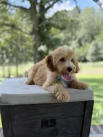 Bucky, a male Miniature Goldendoodle for sale in Mayfield, KY – 8 of 10