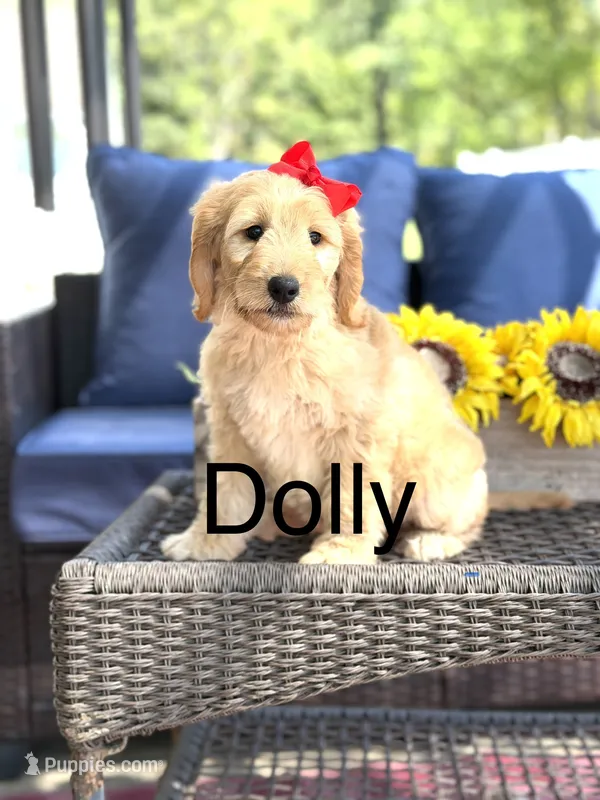 Dolly  – Goldendoodle puppy for sale in Mayfield, KY