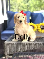 Dolly , a female Goldendoodle for sale in Mayfield, KY – 1 of 10