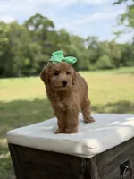 Wiggles, a female Miniature Goldendoodle for sale in Mayfield, KY – 3 of 10