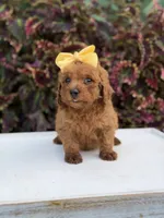 Lucy, a female Miniature Goldendoodle for sale in Mayfield, KY – 5 of 10