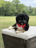 Winston , a male Miniature Aussiedoodle for sale in Mayfield, KY – 2 of 10