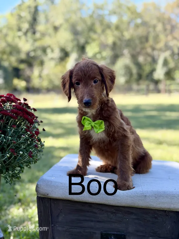 Boo – Miniature Goldendoodle puppy for sale in Mayfield, KY