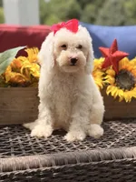 Adrian, a female Miniature Goldendoodle for sale in Mayfield, KY – 4 of 10