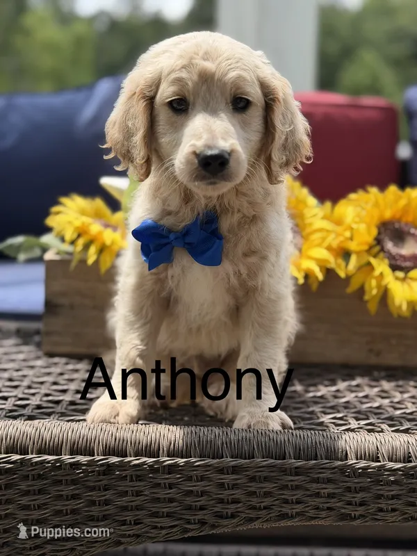 Anthony – Miniature Goldendoodle puppy for sale in Mayfield, KY