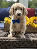 Anthony, a male Miniature Goldendoodle for sale in Mayfield, KY – 1 of 10