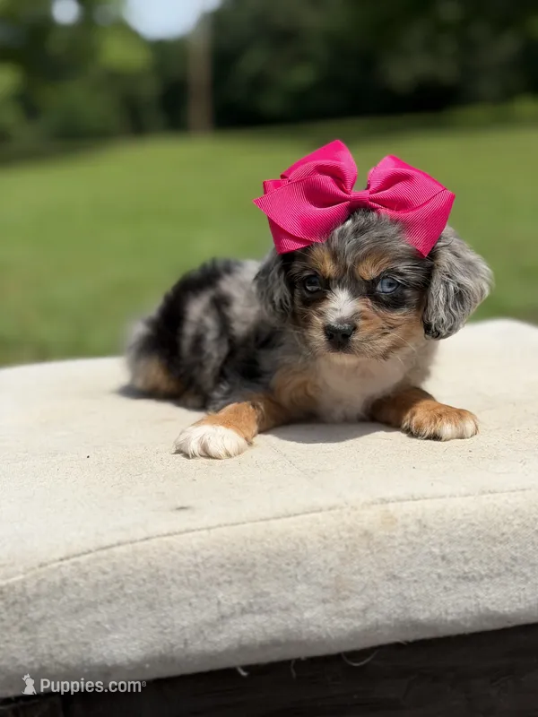 Tally  – Aussalier puppy for sale in Mayfield, KY