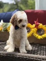 Adam, a male Miniature Goldendoodle for sale in Mayfield, KY – 6 of 10