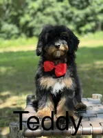 Teddy , a male Miniature Goldendoodle for sale in Mayfield, KY – 2 of 10