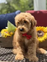 Aiden, a male Miniature Goldendoodle for sale in Mayfield, KY – 10 of 10