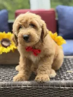 Aiden, a male Miniature Goldendoodle for sale in Mayfield, KY – 2 of 10