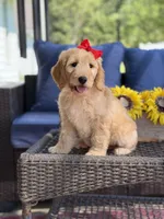 Dolly , a female Goldendoodle for sale in Mayfield, KY – 7 of 10
