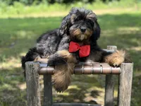 Teddy , a male Miniature Goldendoodle for sale in Mayfield, KY – 8 of 10