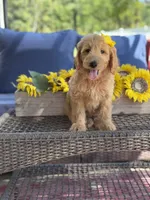 Dora, a female Goldendoodle for sale in Mayfield, KY – 7 of 10