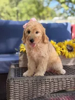 Diva, a female Goldendoodle for sale in Mayfield, KY – 2 of 10