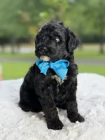 Carson , a male Miniature Goldendoodle for sale in Mayfield, KY – 7 of 9