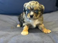 Tally , a female Aussalier for sale in Mayfield, KY – 7 of 10