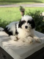BO , a male Miniature Goldendoodle for sale in Mayfield, KY – 7 of 10
