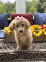 Angel, a female Miniature Goldendoodle for sale in Mayfield, KY – 7 of 10