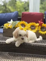 April, a female Miniature Goldendoodle for sale in Mayfield, KY – 9 of 10