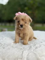 Cookie , a female Miniature Goldendoodle for sale in Mayfield, KY – 4 of 10