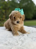 Cassie, a female Miniature Goldendoodle for sale in Mayfield, KY – 2 of 10
