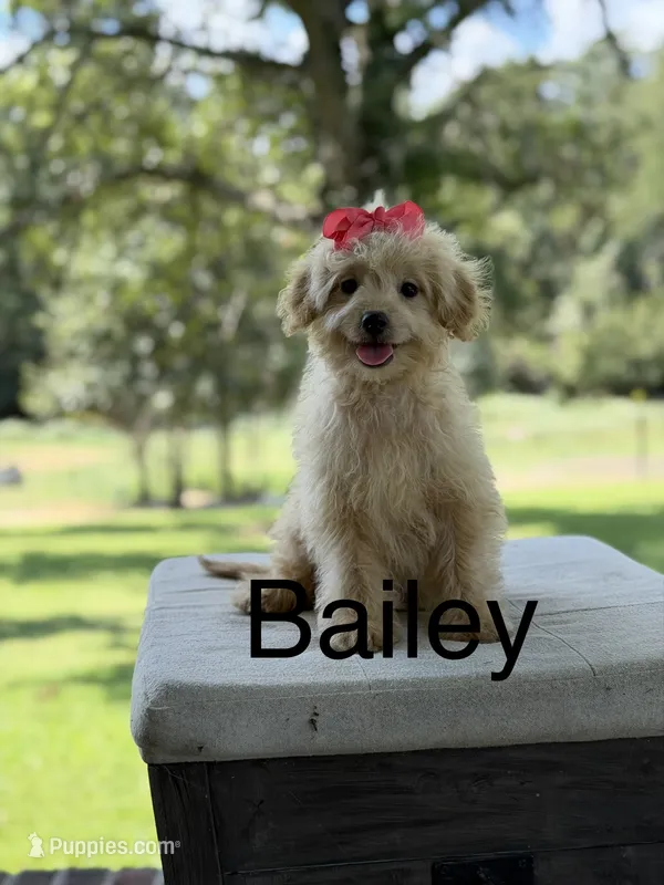 Bailey  – Miniature Goldendoodle puppy for sale in Mayfield, KY