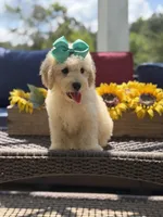 Bess, a female Miniature Goldendoodle for sale in Mayfield, KY – 7 of 10