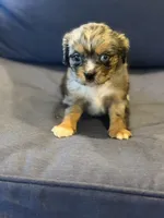 Tally , a female Aussalier for sale in Mayfield, KY – 3 of 10