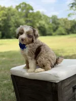 Wes , a male Miniature Aussiedoodle for sale in Mayfield, KY – 9 of 10