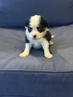 T'R, a male Aussalier for sale in Mayfield, KY – 6 of 8