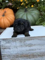 Elmo, a male Miniature Aussiedoodle for sale in Mayfield, KY – 7 of 9