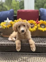 Angel, a female Miniature Goldendoodle for sale in Mayfield, KY – 5 of 10