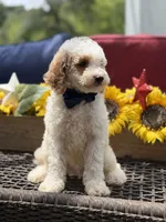 Adam, a male Miniature Goldendoodle for sale in Mayfield, KY – 3 of 10