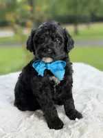 Carson , a male Miniature Goldendoodle for sale in Mayfield, KY – 5 of 9