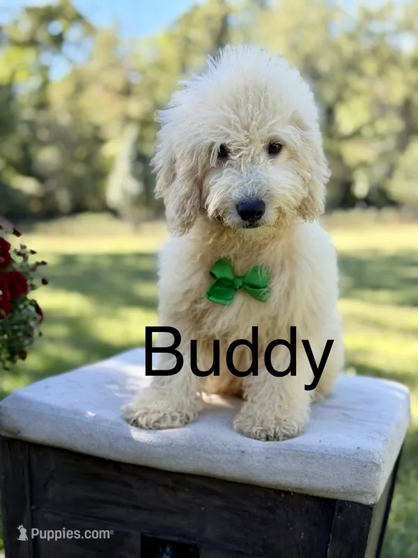 Buddy  – Miniature Goldendoodle puppy for sale in Mayfield, KY