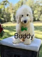 Buddy , a male Miniature Goldendoodle for sale in Mayfield, KY – 1 of 10