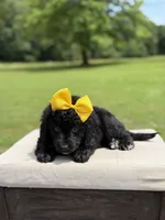 Gina, a female Miniature Bernedoodle for sale in Mayfield, KY – 8 of 9