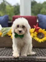 Asher, a male Miniature Goldendoodle for sale in Mayfield, KY – 5 of 10