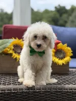 Asher, a male Miniature Goldendoodle for sale in Mayfield, KY – 8 of 10